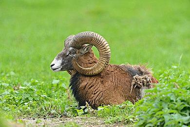 《FGO》前制作人盐川洋介将于冬季独立游戏展上展示新作